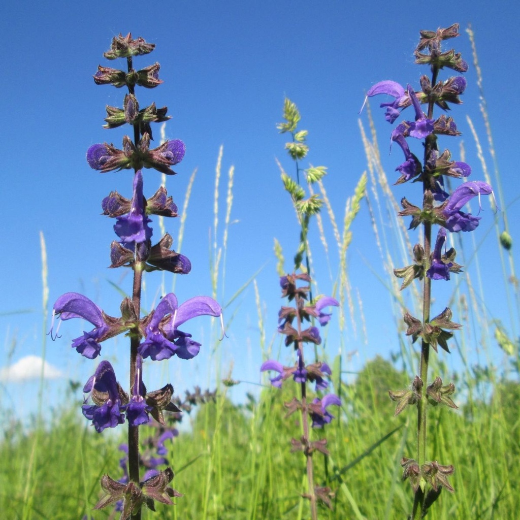 Salvia Pratensis - ORG