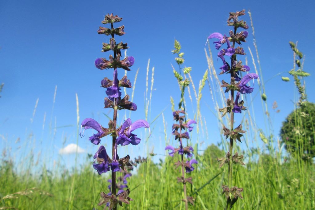 Salvia Pratensis - ORG