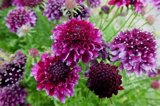 [B8067] Scabiosa Barocca - BIO