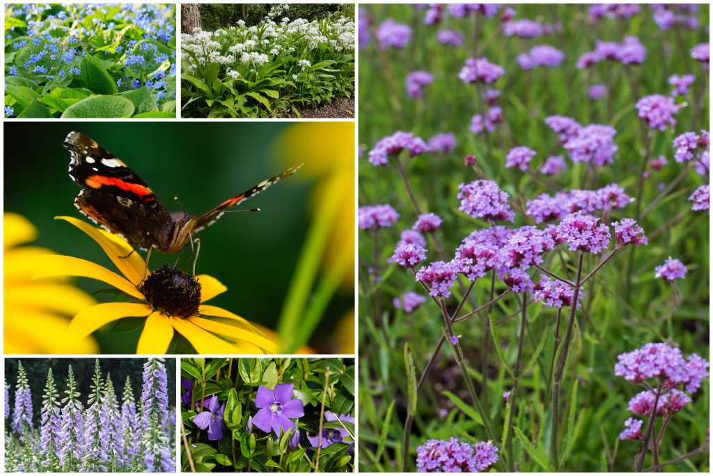 Cool Corner Perennial Garden - ORG