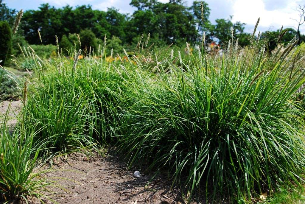 Sesleria autumnalis - BIO