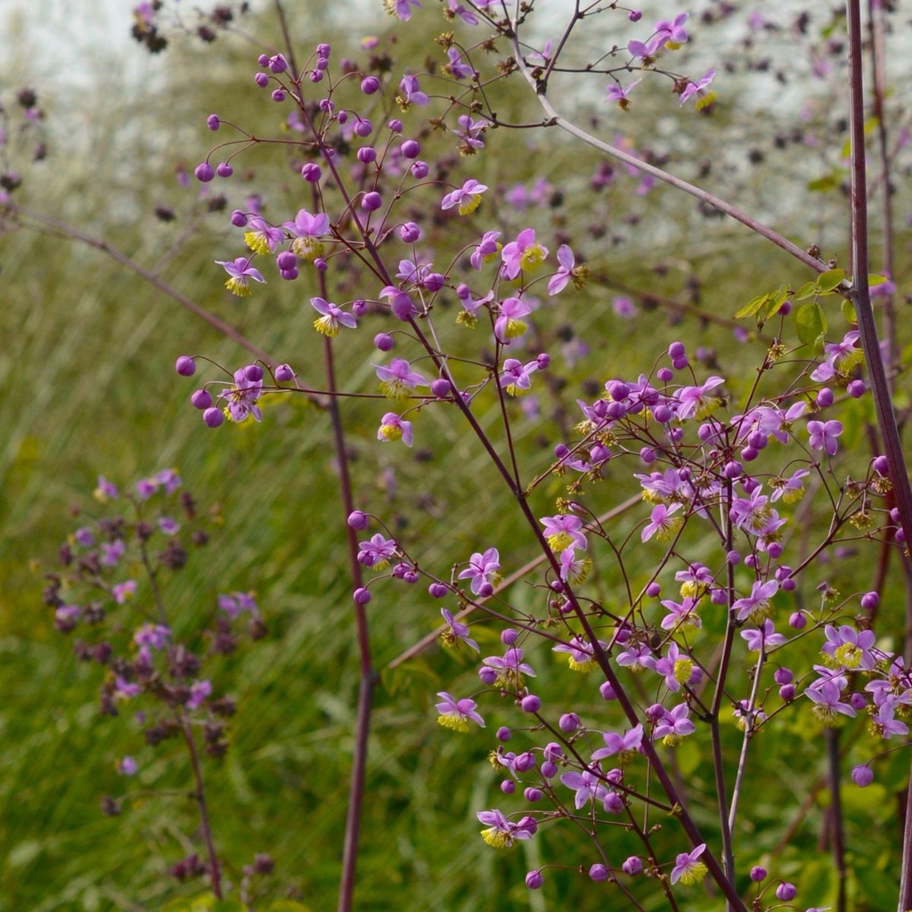 Thalictrum Delavayi - BIO