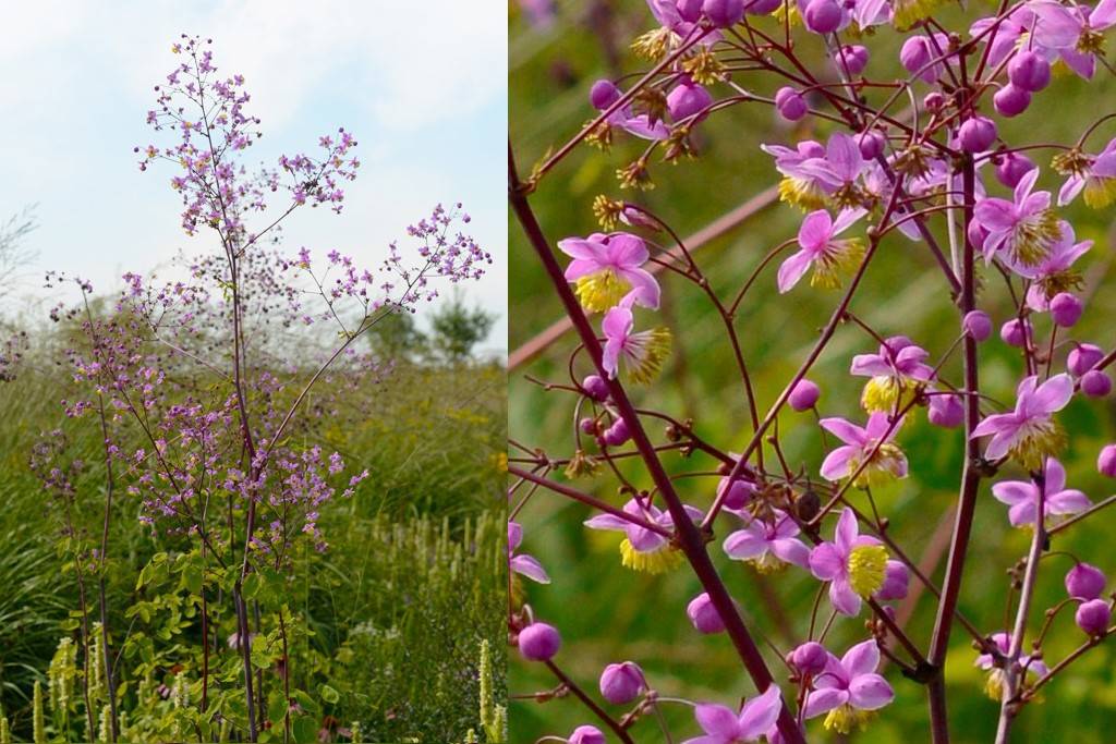 Thalictrum Delavayi - ORG