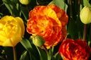 Tulipa Beauty Rose of Apeldoorn