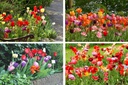 Tulipa Mix Kraut und Rüben - BIO