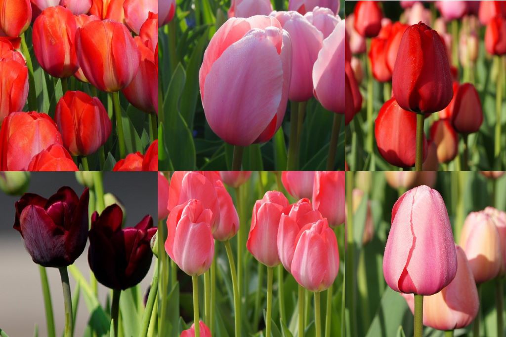 Tulipa Mix Special - BIO