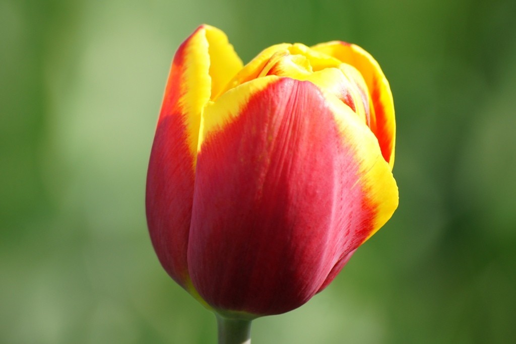 Tulipa Rambo