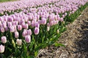 Tulipa Sweet Flag