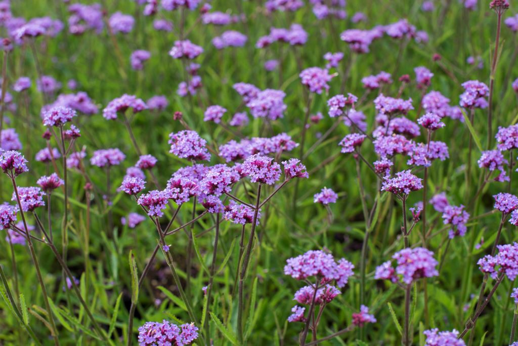 Verbena Lollipop - BIO