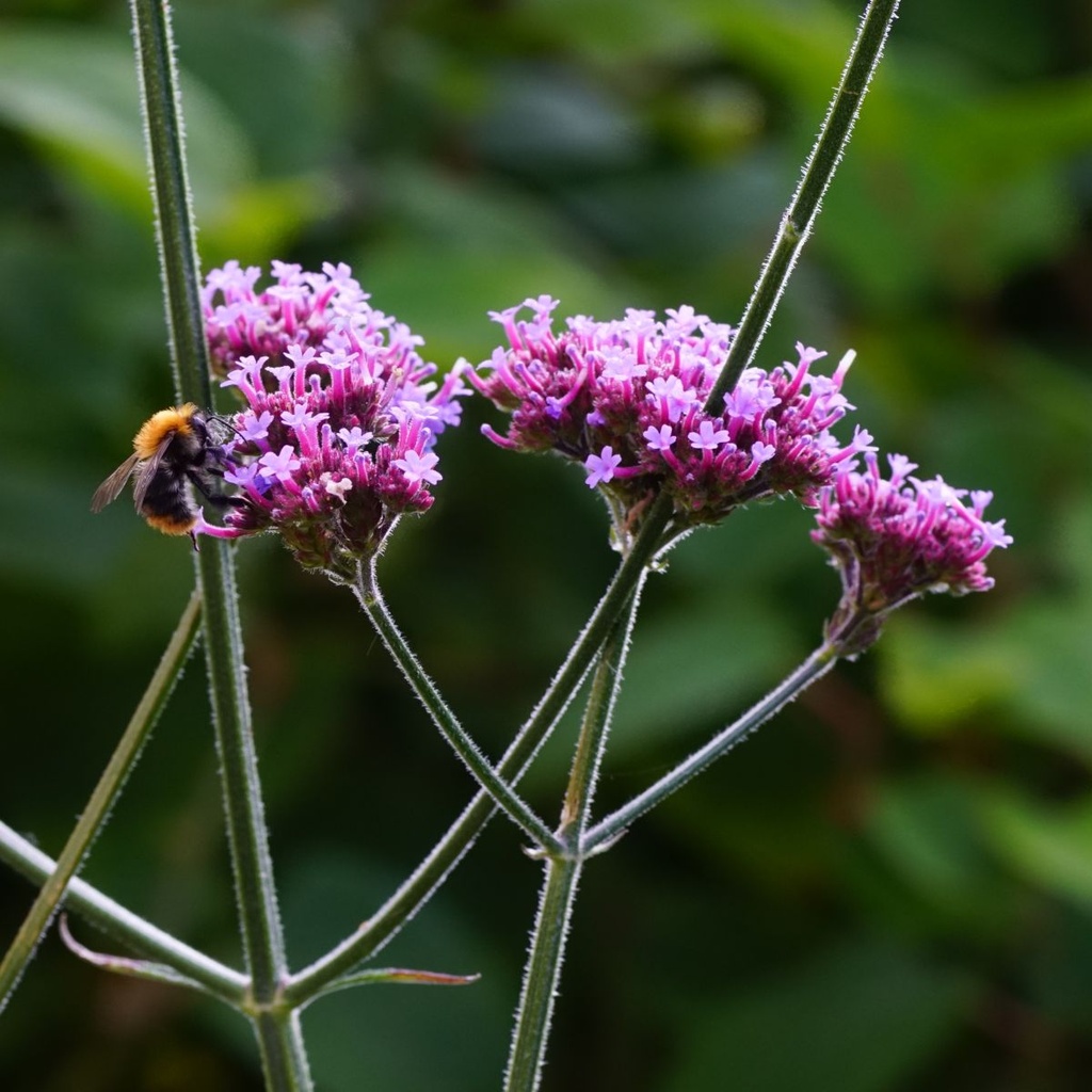 Verbena Bonariensis - ORG