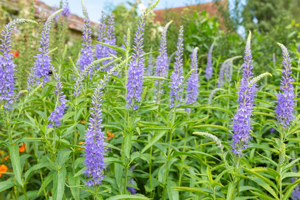 Veronica longifolia- BIO