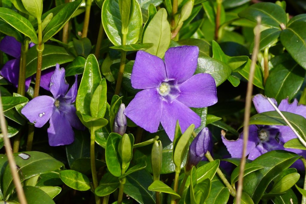 Vinca Minor - ORG