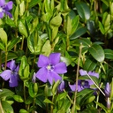 Vinca Minor - BIO