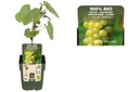 White Grape Vine - ORG