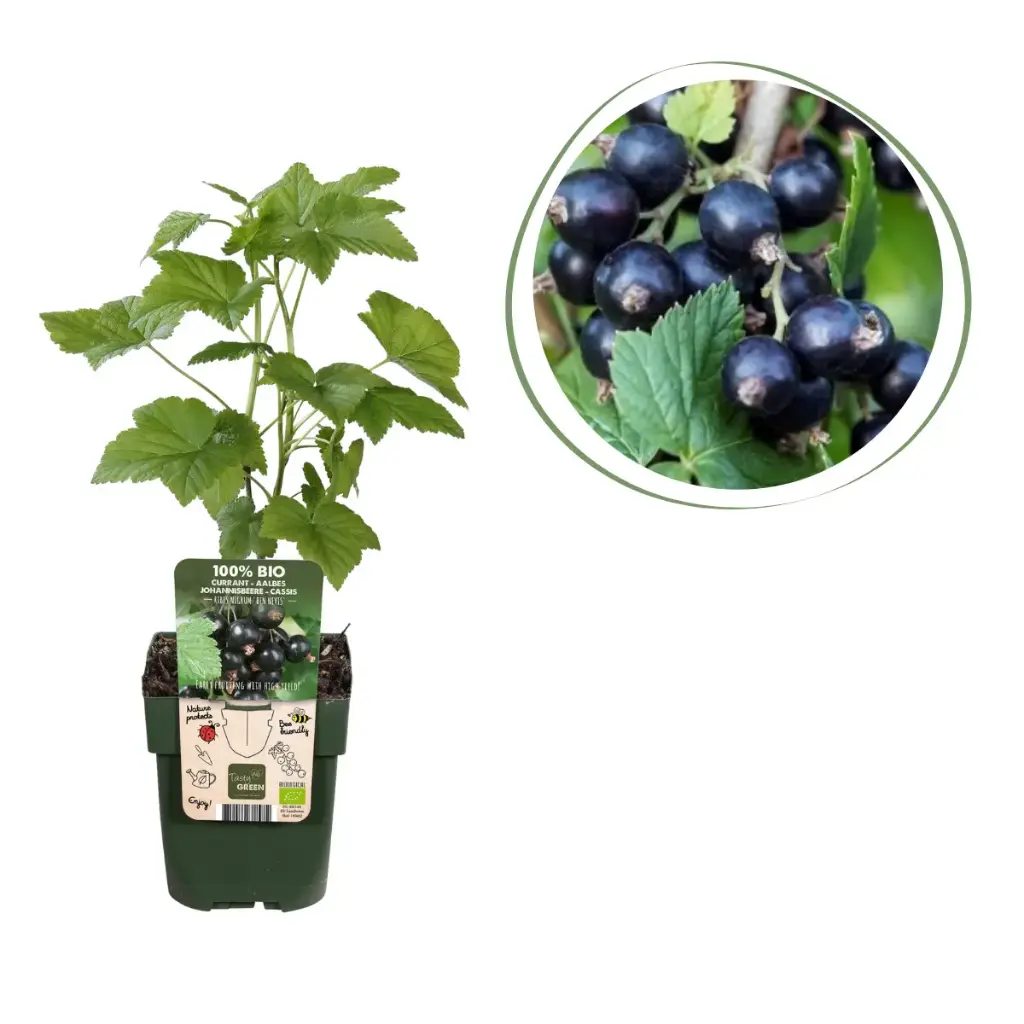 Solbærbusk - BIO