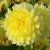 Sommarblommande / Dahlior
