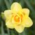 Gamme de printemps / Jonquilles