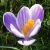 Spring flowering / Crocuses