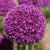 Spring flowering / Specialty bulbs