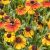 Summer flowering / Summer garden for pollinators
