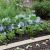 Summer flowering / Kitchen garden