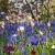 Landscape design / Bee banquets (mixtures)