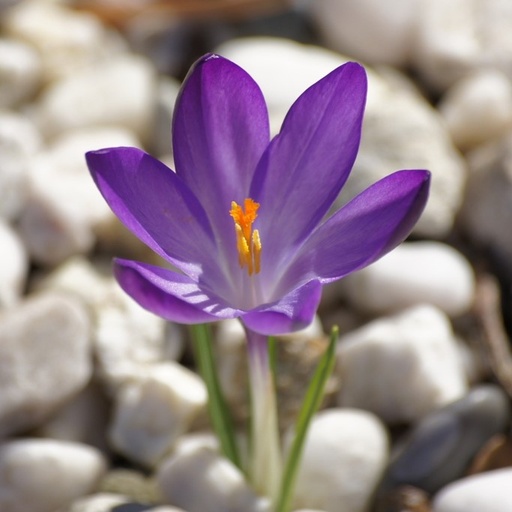 [A2103] Crocus tommasinianus Ruby Giant - ORG