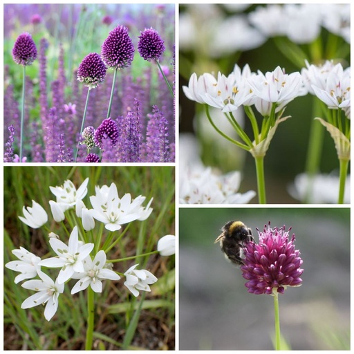 [AM99041] Banquet pour abeilles Caramel chaud - BIO