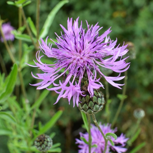 [B8071] Centaurea Scabiosa - BIO