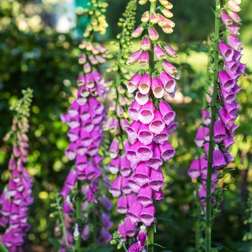 [X8073] Digitalis Purpurea - ORG