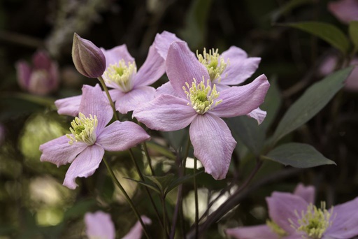 [B8401] Clematis Montana Rubens - BIO