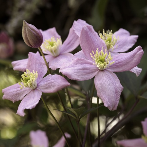 [B8401] Clematis Montana Rubens - ORG