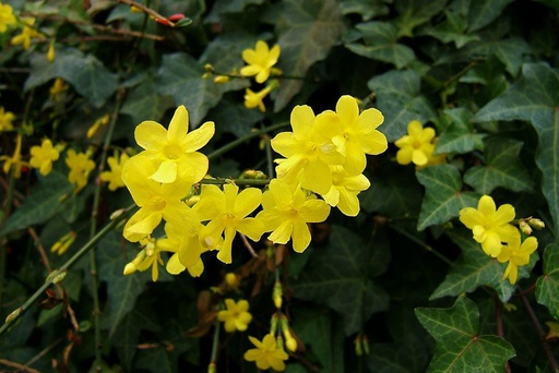 [B8402] Jasminum Nudiflorum - BIO