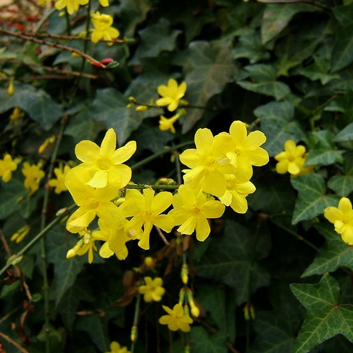 [X8402] Jasminum Nudiflorum - BIO
