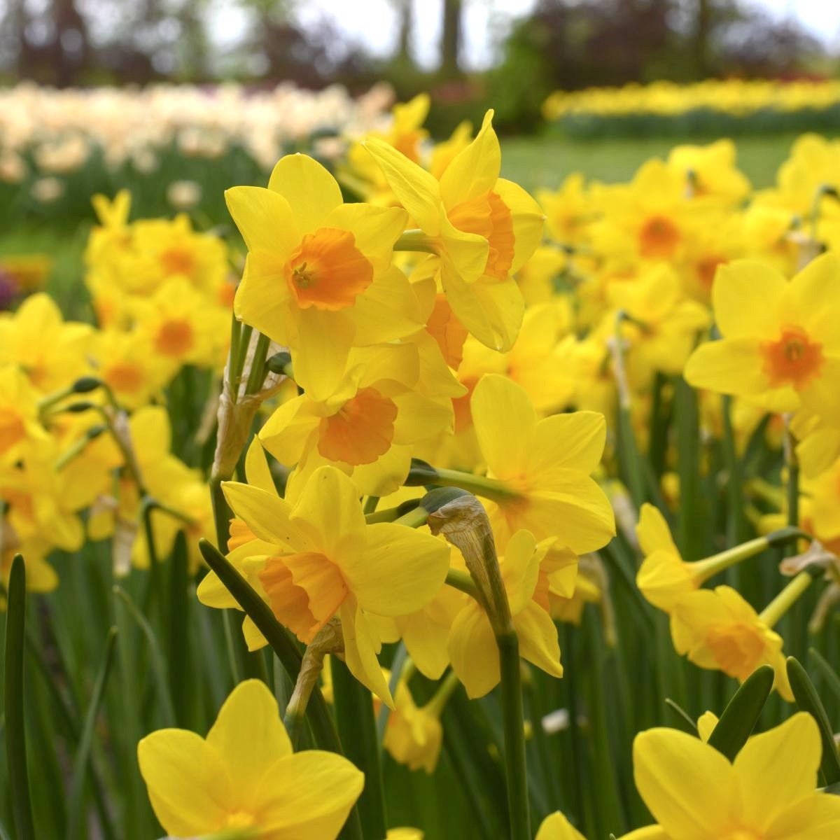 [A3026] Daffodil - Narcissus Garden Opera - ORG