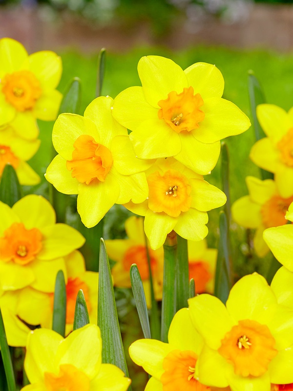 [A3026] Daffodil - Narcissus Garden Opera - ORG