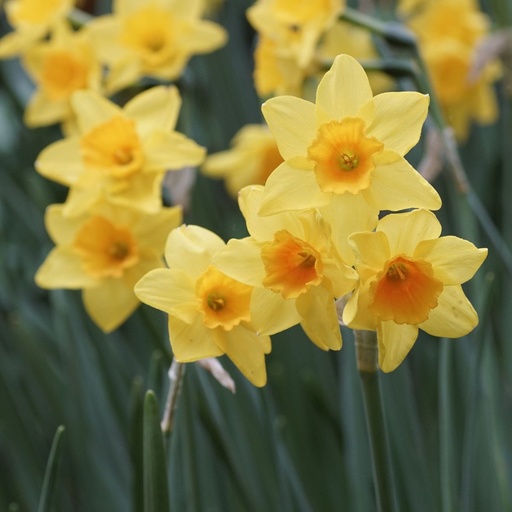 [A3026] Daffodil - Narcissus Garden Opera - ORG