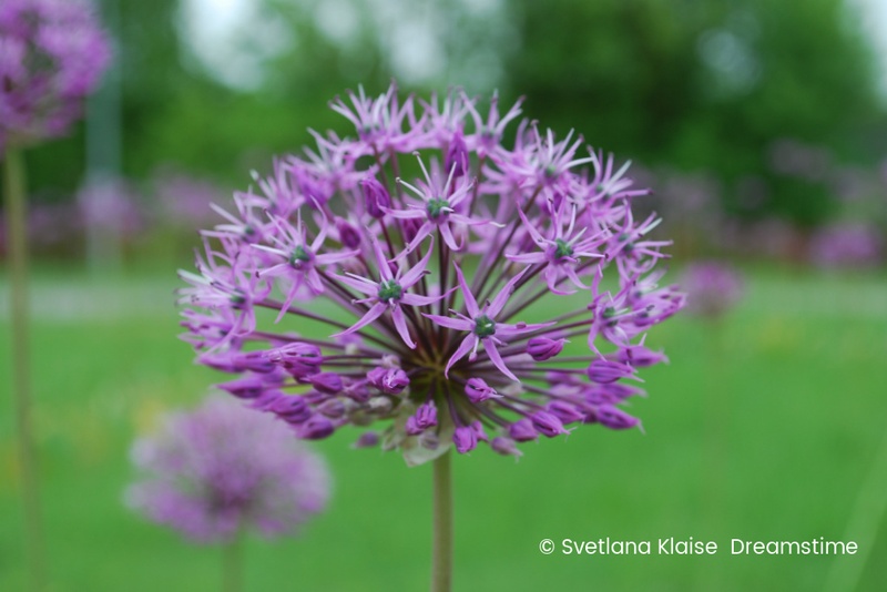 [A9064] Allium Violet Beauty - BIO