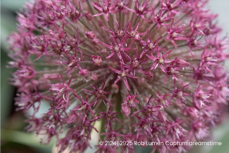 [A9065] Allium Karataviense Red Giant - ORG