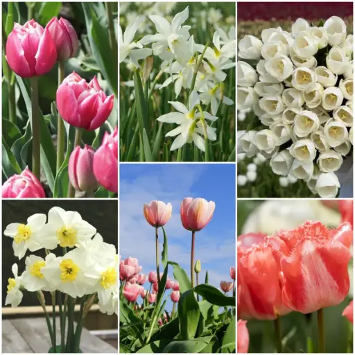 [AC99069] Pflückgarten Paket - BIO