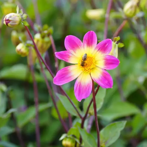 [B1048] Dahlia Bright Eyes -r- - ORG