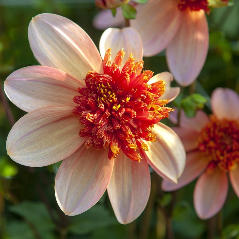 [B1051] Dahlia Totally Tangerine - ORG