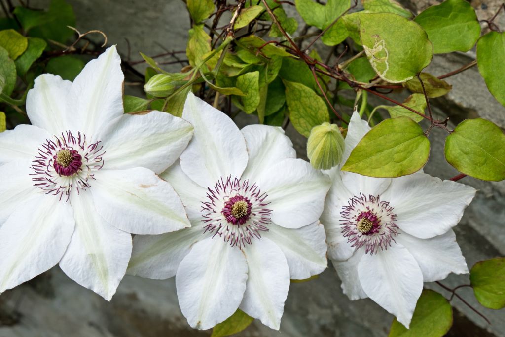 [X8404] Clematis Miss Bateman - ORG