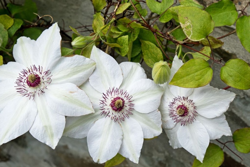 [B8404] Clematis Miss Bateman - BIO