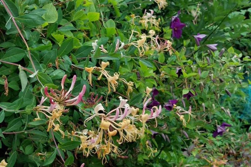 [B8405] Lonicera Periclymenum - BIO