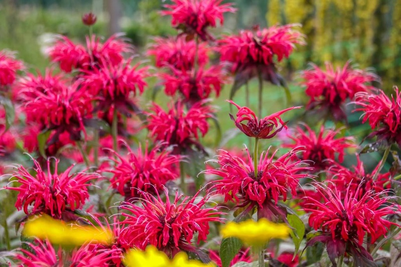 [B8075] Monarda Fireball - BIO