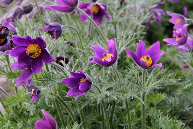 [B8076] Pulsatilla Vulgaris - ORG