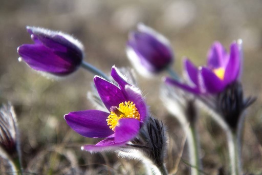 [B8076] Pulsatilla Vulgaris - ORG