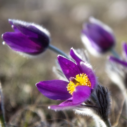 [B8076] Pulsatilla Vulgaris - ORG