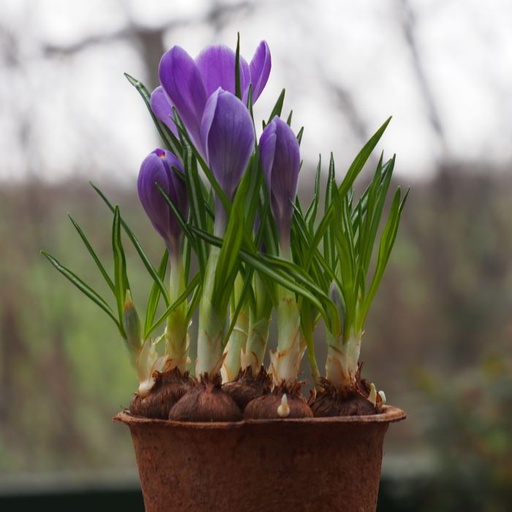 [P1007] Potted Purple Crocus  - BIO